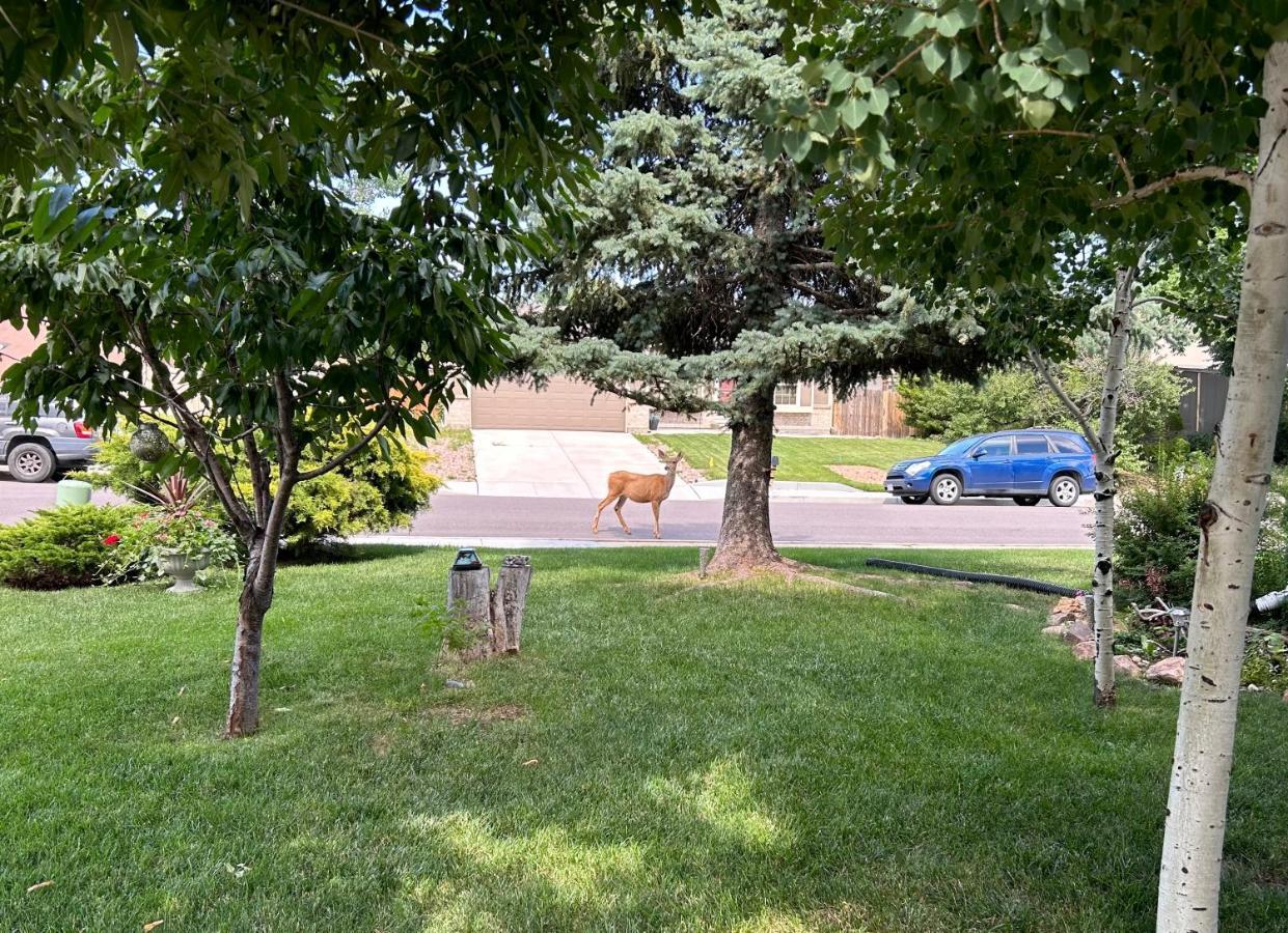 A Colorado With A View - King Homestay *